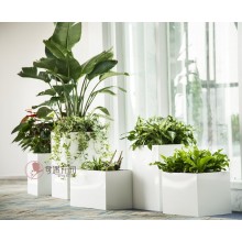 專注室內綠植服務8年，綠植租賃，免費養(yǎng)護，一站式商務空間